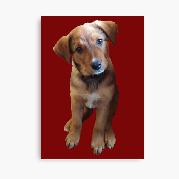 Item preview, Australian Shepherd/Cattle Dog Mix #2 designed and sold by Kaydileigh.