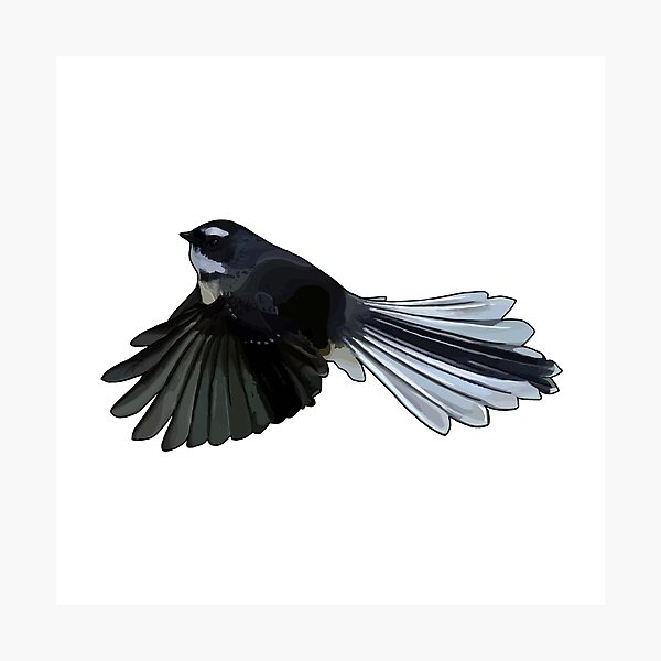 Fotodrucke Fantail Redbubble