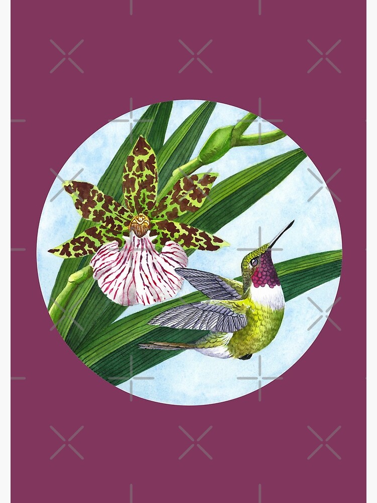 Hummingbird & Orchid II by JClaireMaher