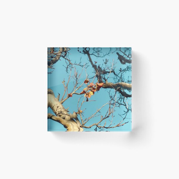Item preview, Tree branch with orange autumn leaves and blue sky designed and sold by Mrvell.