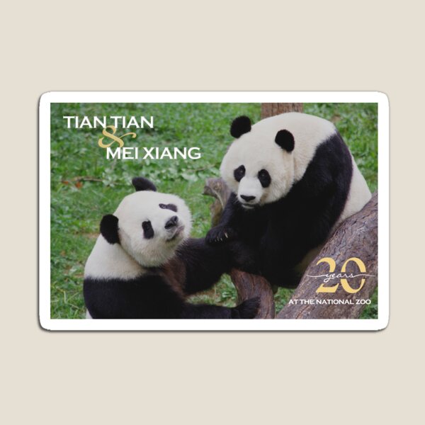 magnet bottlecap magnet. Panda bears magnets panda bear bottle cap magnets