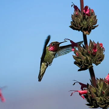 Vorschaubild zum Design Fuschia Hummingbird Blending In von PsychoAlien.com