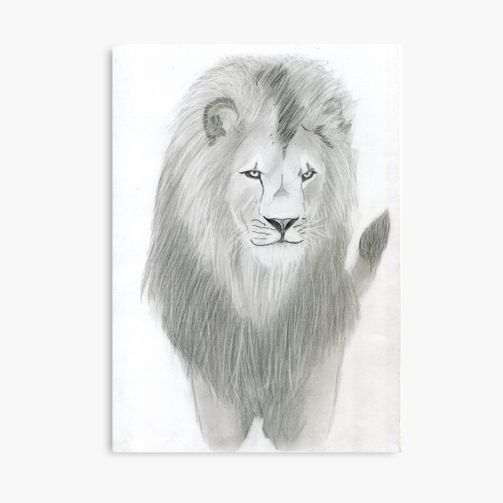 My realistic lion drawing | • Lion King Amino • Amino