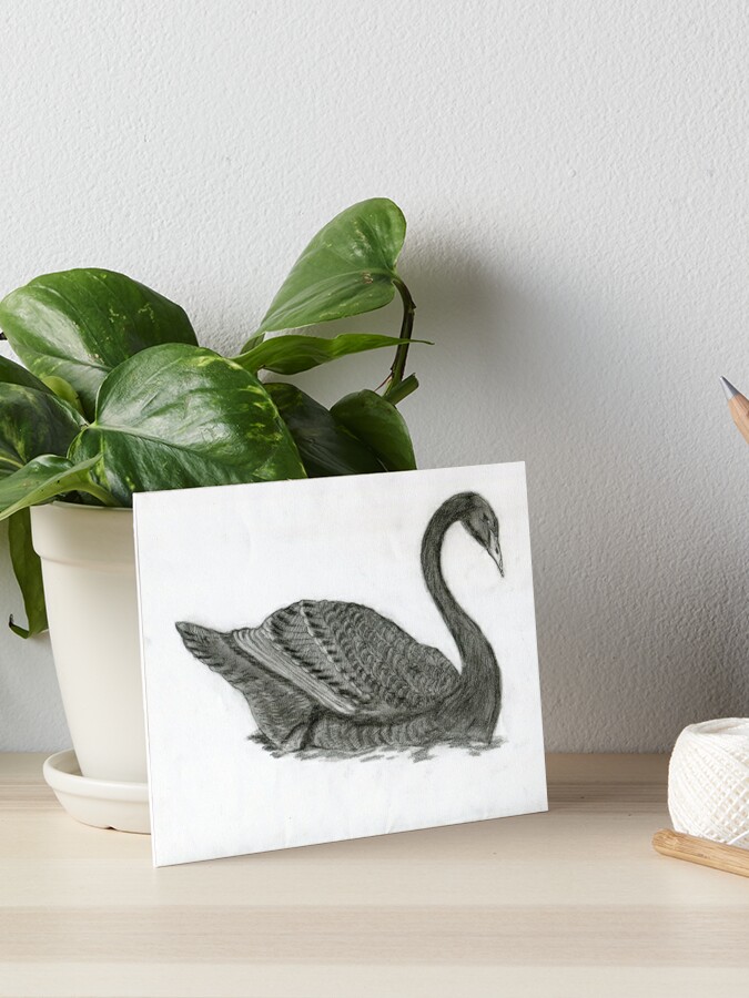 Realistic Black Swan Drawing Art -- Goose Graphite Pencil Art Board Print  for Sale by AFDrawingcom