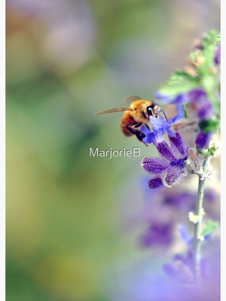 Busy Buzzy Bumble by MarjorieB