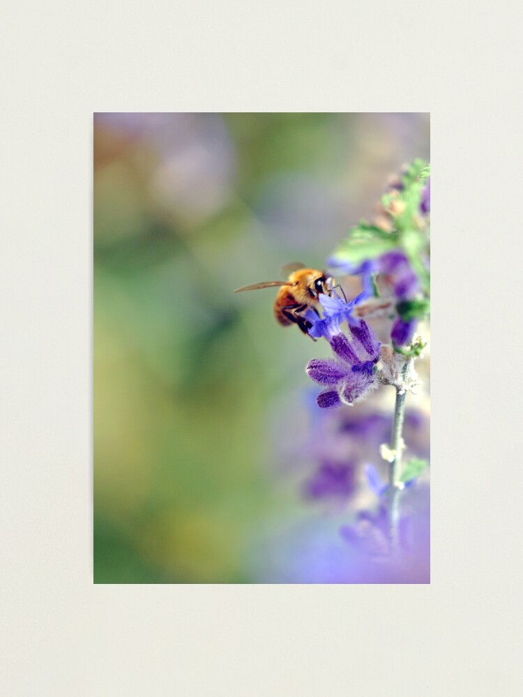 Alternate view of Busy Buzzy Bumble Photographic Print
