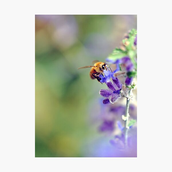 Busy Buzzy Bumble Photographic Print