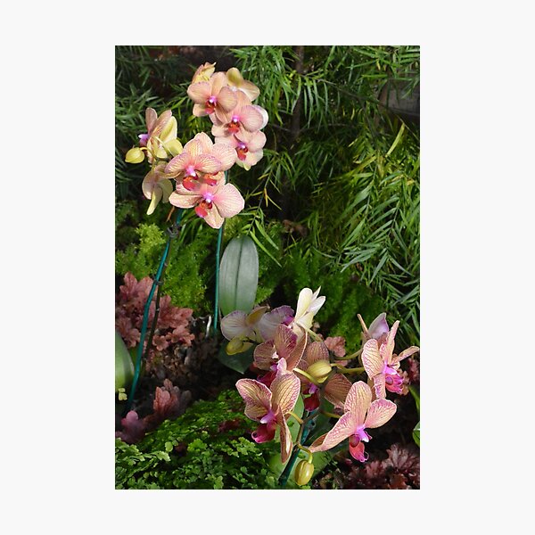 Orchids at The Phipps Conservatory Pittsburgh Photographic Print
