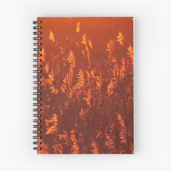 Item preview, Phragmites in Golden Hour designed and sold by Jo Nijenhuis.
