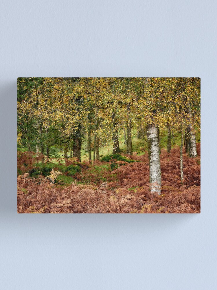 Alternate view of Rusland Birch - Autumn colours Canvas Print