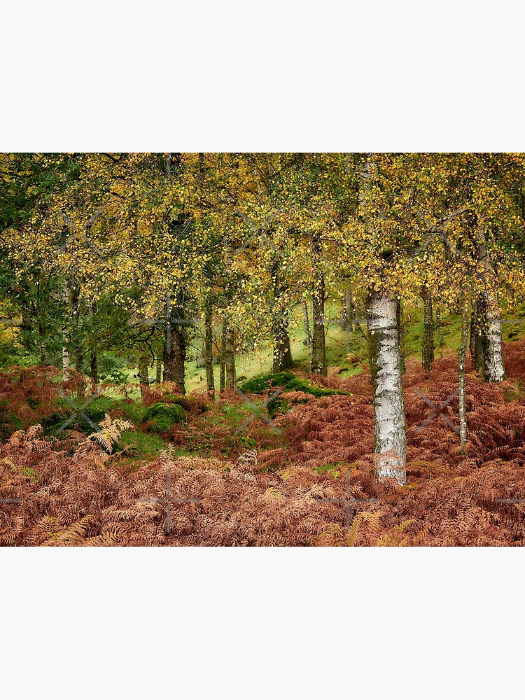 Rusland Birch - Autumn colours by mille19