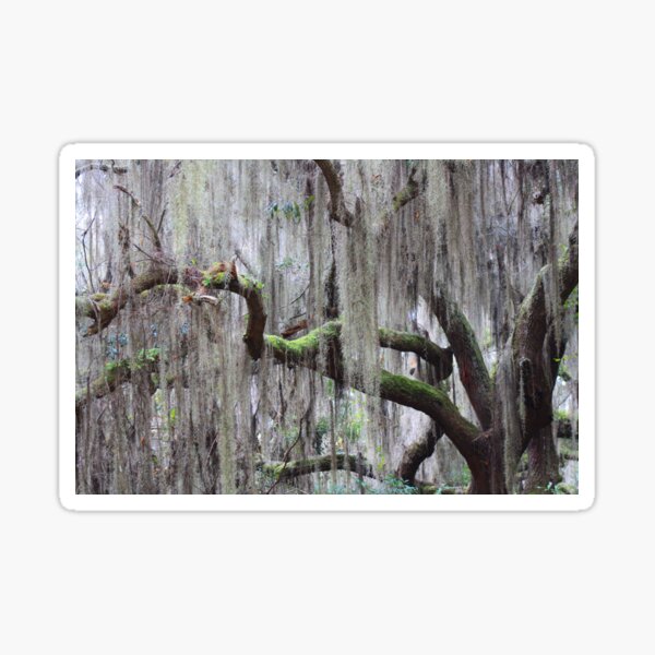 Item preview, Mossy oak boughs designed and sold by Debi Matlack.