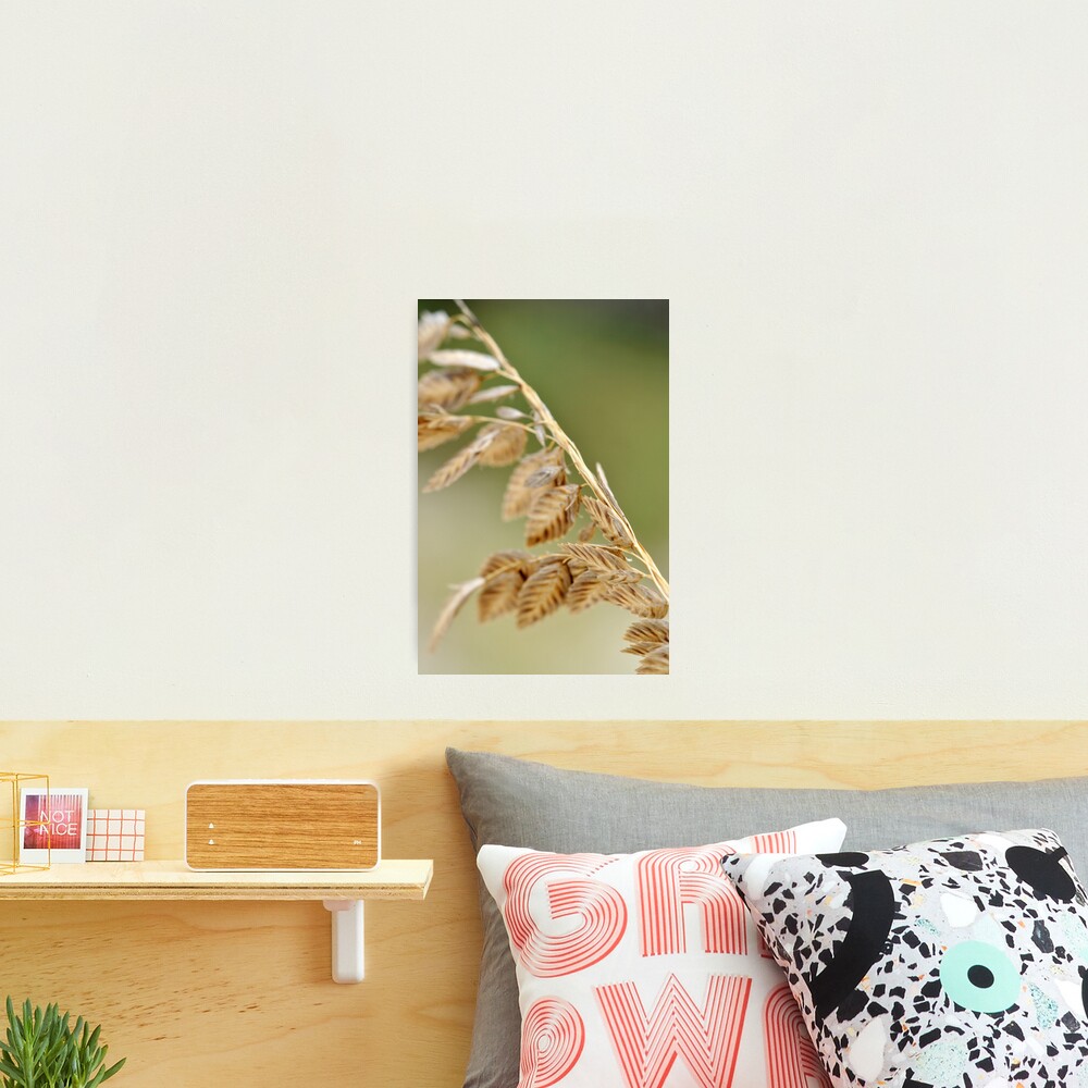 Sea Oats Photographic Print
