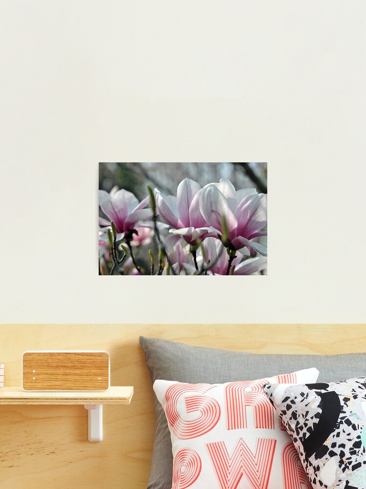 Thumbnail 2 of 3, Photographic Print, Magnolias 2013 designed and sold by MarjorieB.