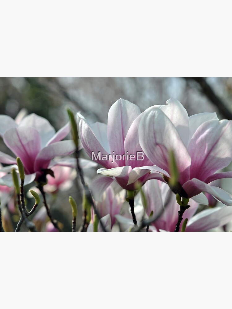 Thumbnail 3 of 3, Photographic Print, Magnolias 2013 designed and sold by MarjorieB.