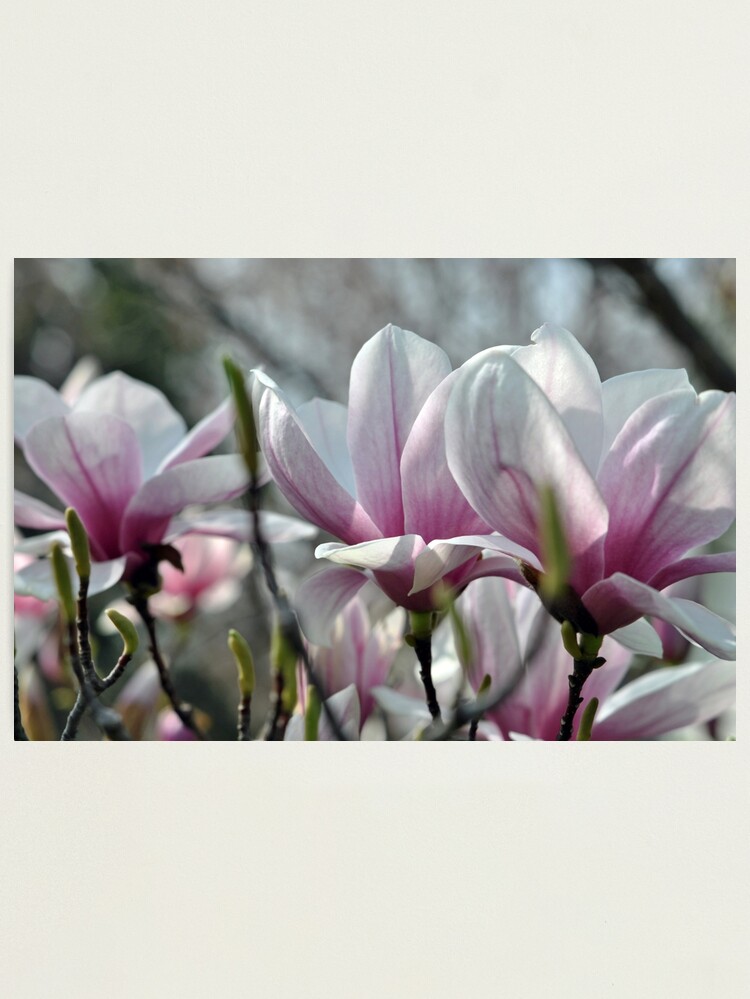 Thumbnail 1 of 3, Photographic Print, Magnolias 2013 designed and sold by MarjorieB.