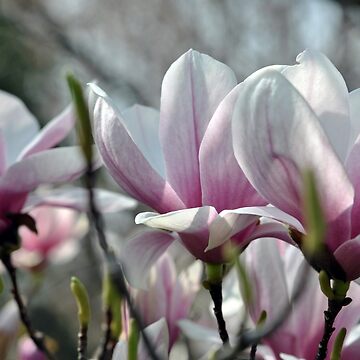 Artwork thumbnail, Magnolias 2013 by MarjorieB