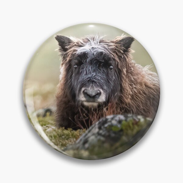 Item preview, Muskox calf in sunlight designed and sold by C-B-Stuedal.