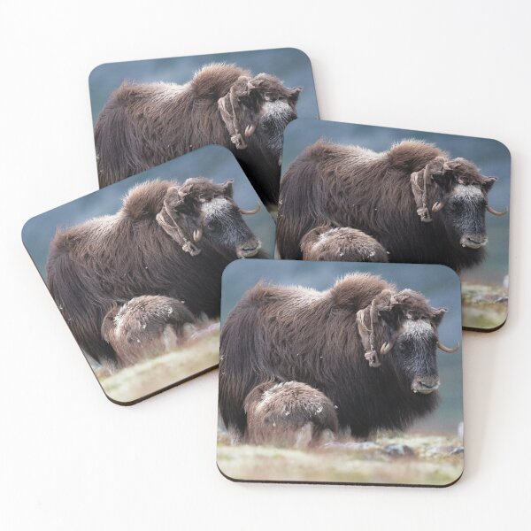 Item preview, A muskox calf suckling designed and sold by C-B-Stuedal.