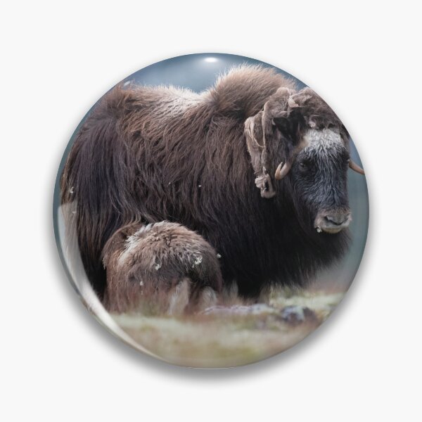 Item preview, A muskox calf suckling designed and sold by C-B-Stuedal.