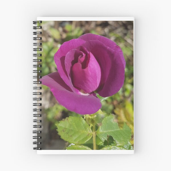 Aperçu de l'œuvre Belle rose pourpre créée et vendue par AbnormalLoad.