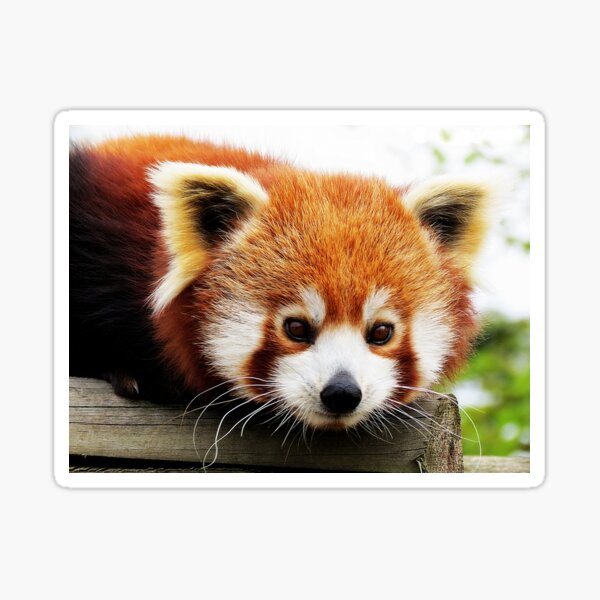 Item preview, Red Panda designed and sold by Donna Davidge.