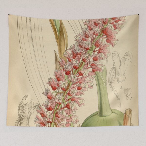 Item preview, Coelia macrostachya Curtis' 79 (Ser. 3 no. 9) pl. 4712 (1853) designed and sold by EsotericBotanic.