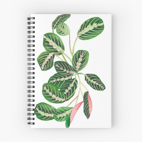 Item preview, Tricolor Maranta designed and sold by Maleclaria.