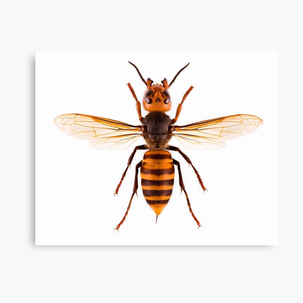 Murder Hornet (Vespa mandarinia) Canvas Print