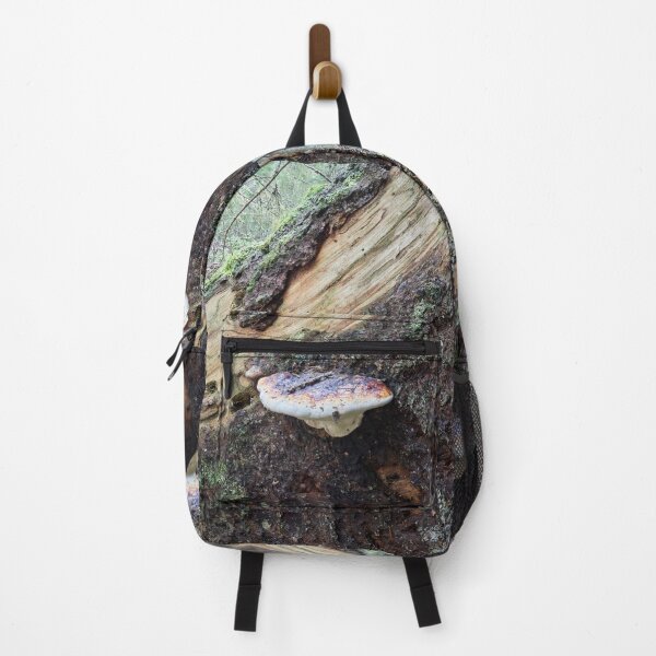 Item preview, Red-belted conk on the spruce designed and sold by Jouko Lehto Photography.