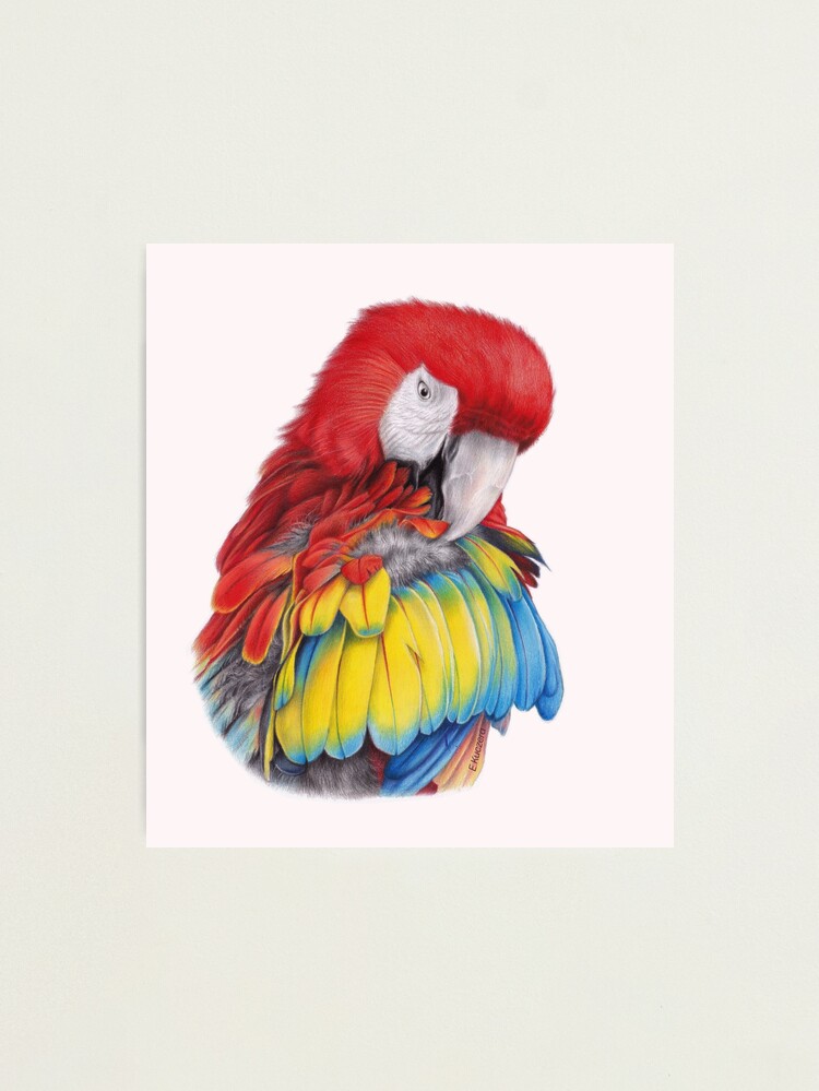 Coloured Pencils: Scarlet Macaw Parrot (demonstration) | artdragon86