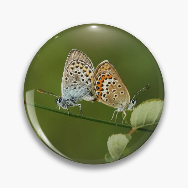 Item preview, Copula of the blue Argus designed and sold by NW-Photo-Art.