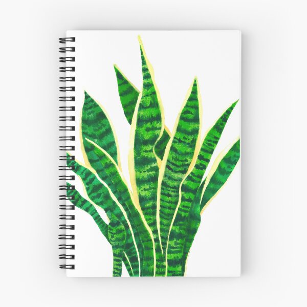 Item preview, Dracaena rifasciata or Mother-in-law's Tongue designed and sold by Maleclaria.