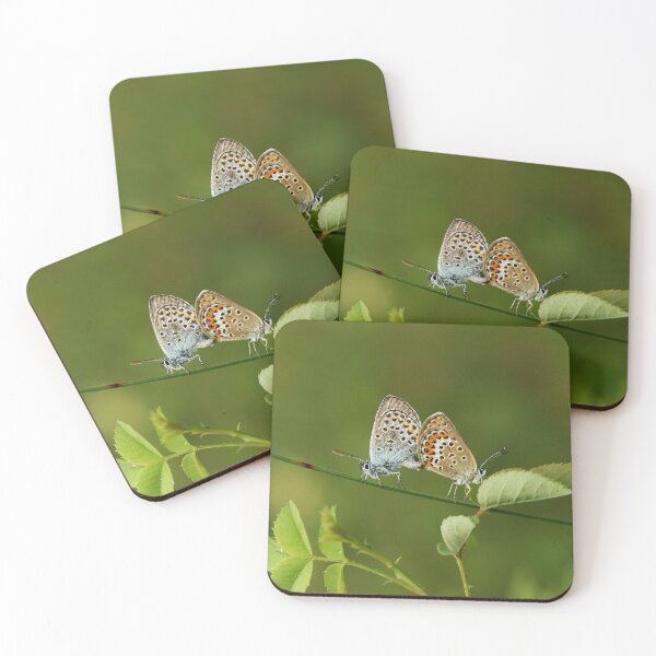Item preview, Copula of the blue Argus designed and sold by NW-Photo-Art.