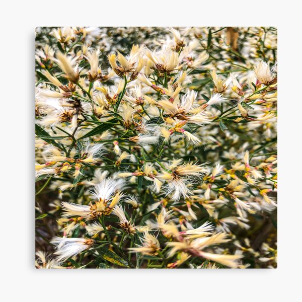 Item preview, White Wispy Flower Closeup designed and sold by GMoyer2020.