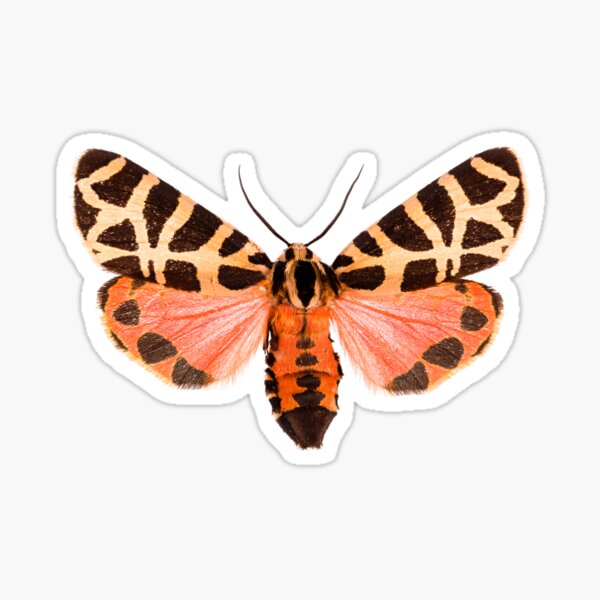 Pink Tiger moth (Grammia incorrupta) Sticker