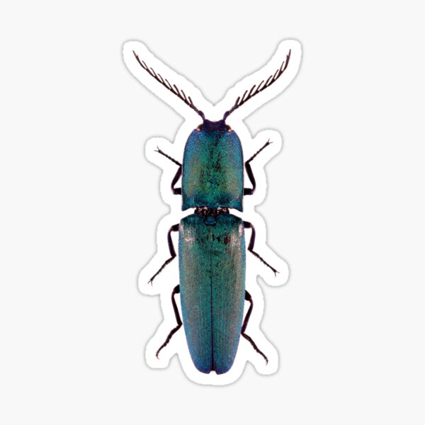 Blue Click Beetle (Chalcolepidius smaragdinus) Sticker