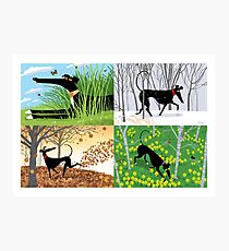 Hound Seasons Photographic Print