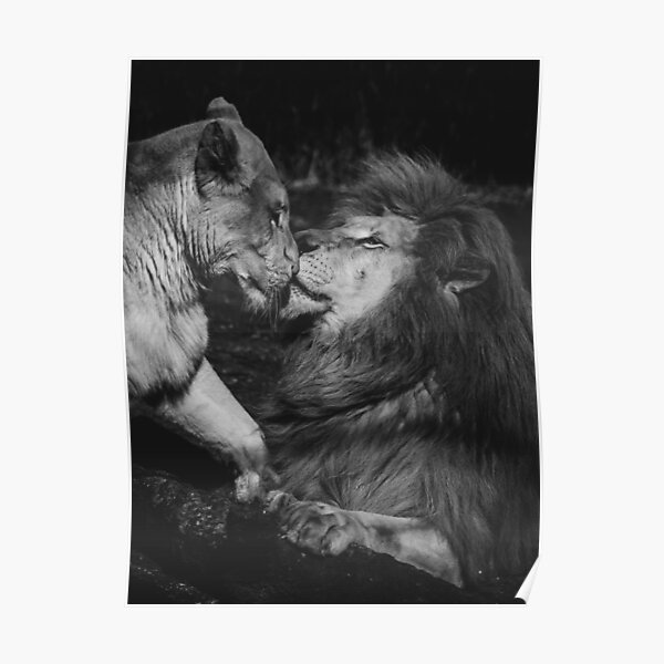 Póster «Pareja de leones» de Clement-Roy | Redbubble