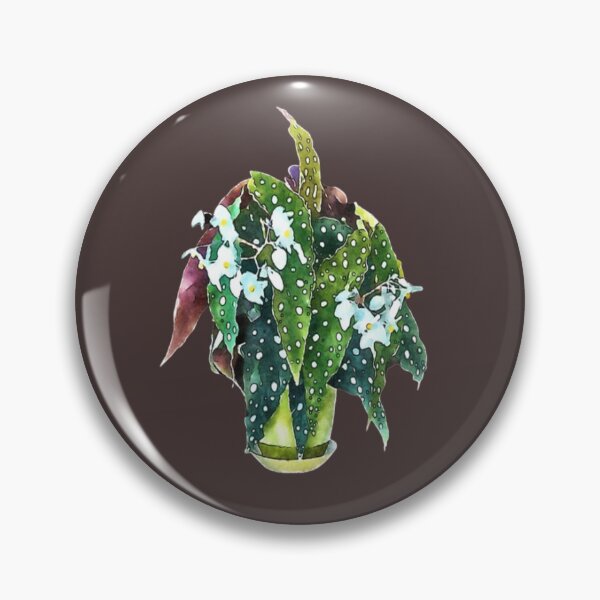 Item preview, Cute Polka Dot Begonia Maculata Gift Angel Wings Adorable Plants Gifts  designed and sold by healmyvibe.