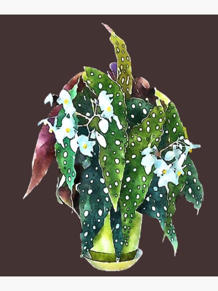 Tarjetas de felicitación «Lindo regalo de lunares Begonia Maculata con alas  de ángel, plantas adorables, regalos» de healmyvibe | Redbubble