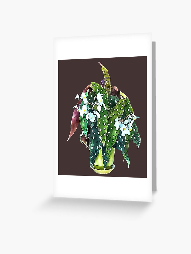 Tarjetas de felicitación «Lindo regalo de lunares Begonia Maculata con alas  de ángel, plantas adorables, regalos» de healmyvibe | Redbubble