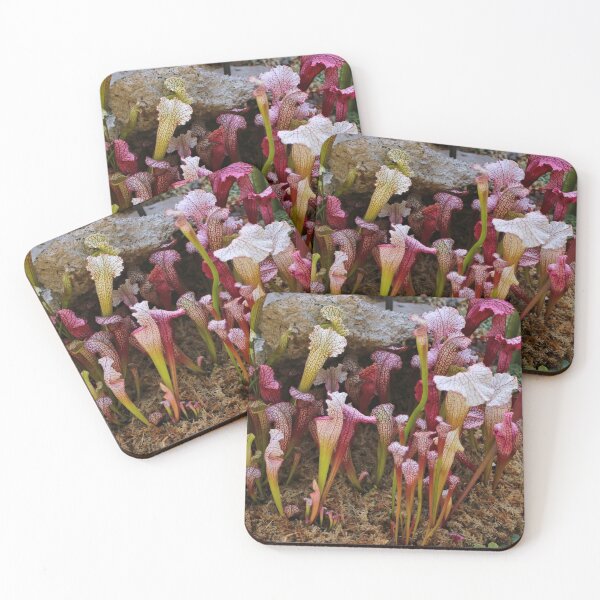 Item preview, Pitcher plants designed and sold by FranWest.