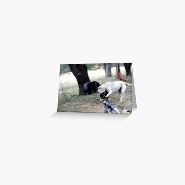 Ranch Puppies Greeting Card