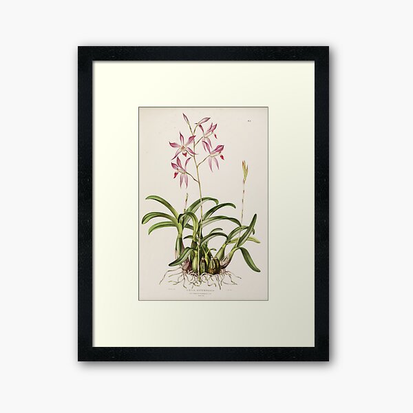Item preview, Laelia autumnalis by Augusta Innes Withers  designed and sold by Amanda1775.