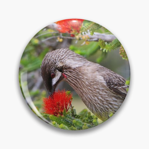 Item preview, Kalbarri Beaufortia flowers and bird, Western Australia  designed and sold by FranWest.