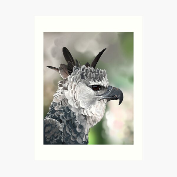 Harpy Eagle Art Print
