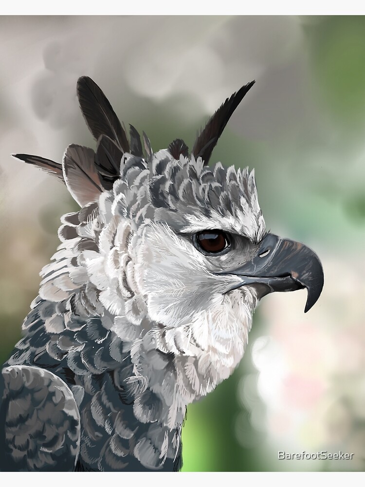 Harpy Eagle Art Print for Sale by BarefootSeeker