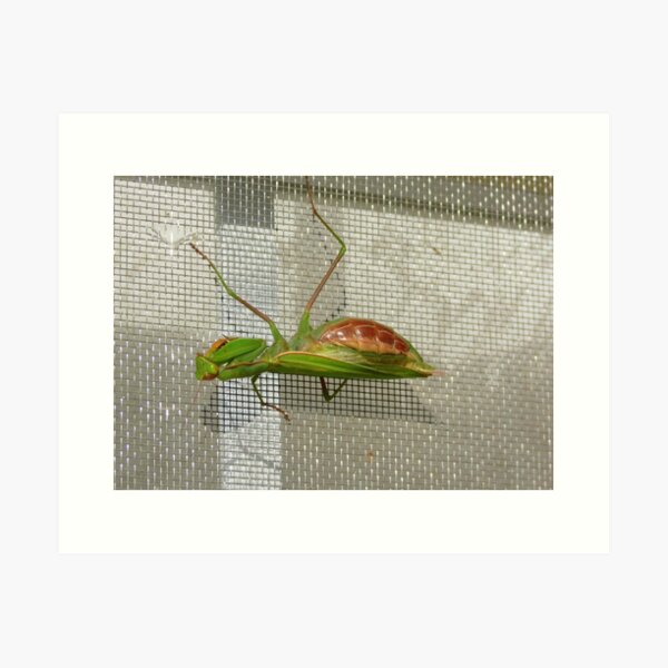 Item preview, Multiplying Mantis designed and sold by Diane Arndt.
