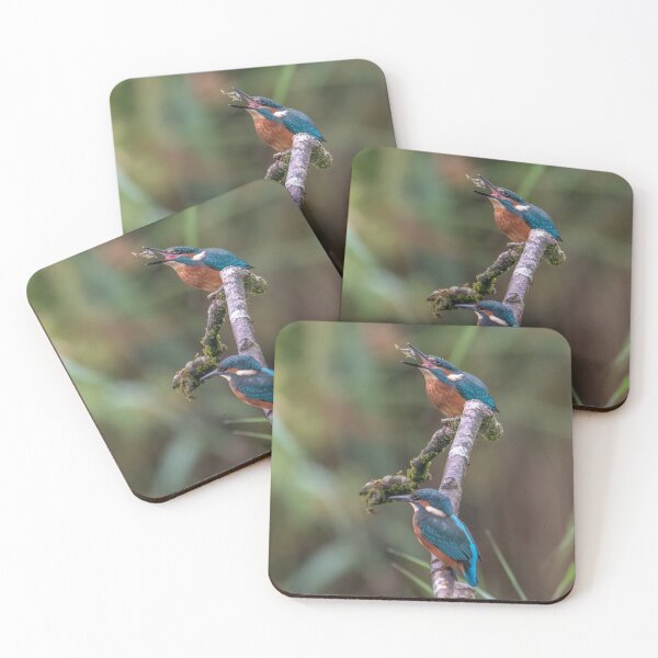 Item preview, Common Kingfishers designed and sold by Steve Liptrot Photography.